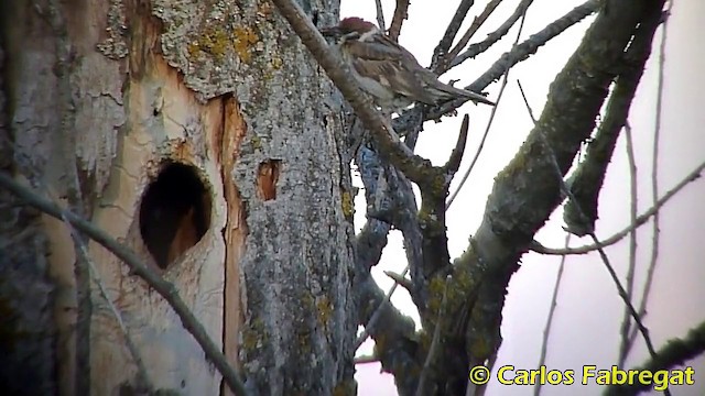 Eurasian Tree Sparrow - ML201867901