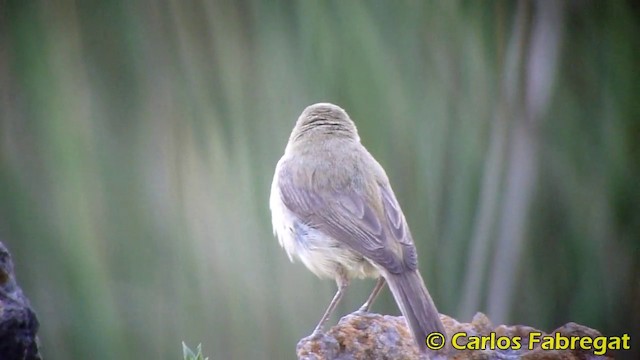 Melodious Warbler - ML201867911
