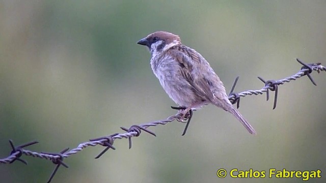 Eurasian Tree Sparrow - ML201868031