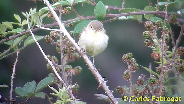Melodious Warbler - ML201868191