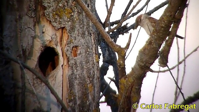 Eurasian Tree Sparrow - ML201868241