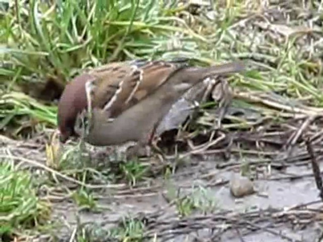 Eurasian Tree Sparrow - ML201869151
