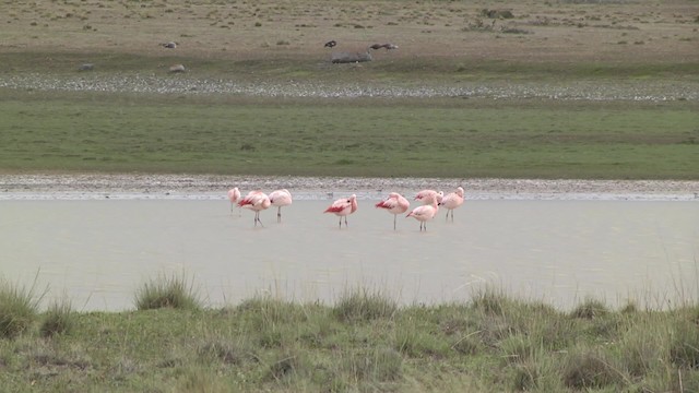 Şili Flamingosu - ML201870261