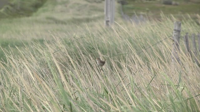 Grass Wren (Austral) - ML201870301
