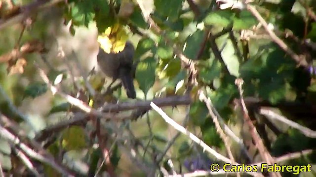 Western Subalpine Warbler - ML201870691