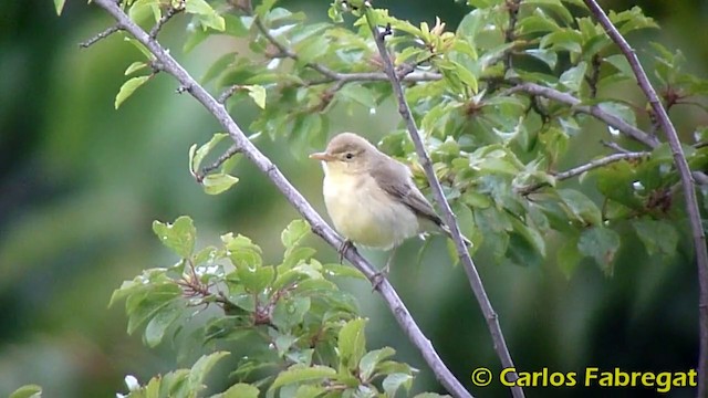 Melodious Warbler - ML201870751