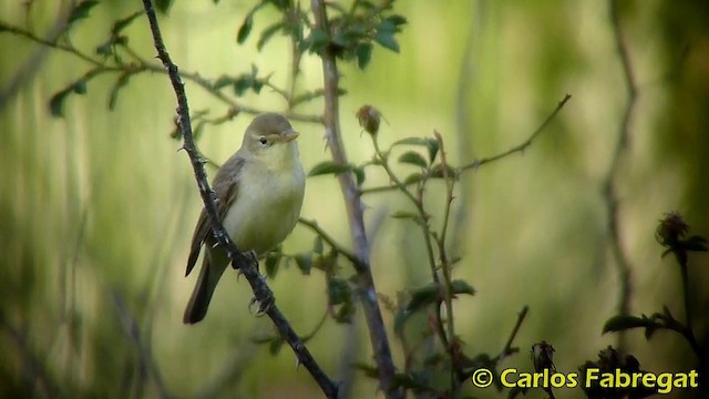 Melodious Warbler - ML201870761
