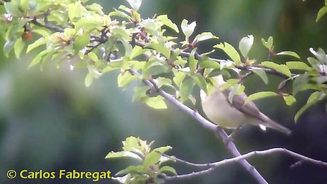 Melodious Warbler - ML201870771