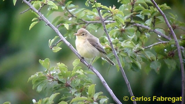 Melodious Warbler - ML201870921