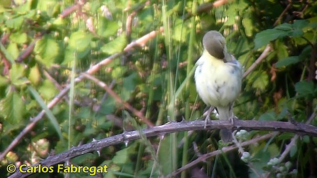 Melodious Warbler - ML201870931