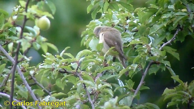 Melodious Warbler - ML201870941