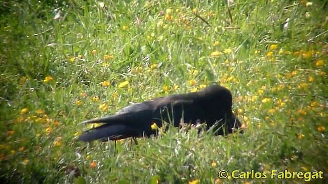 Carrion Crow - ML201871081