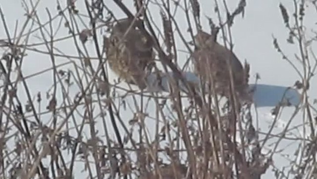 Gray Partridge - ML201872351