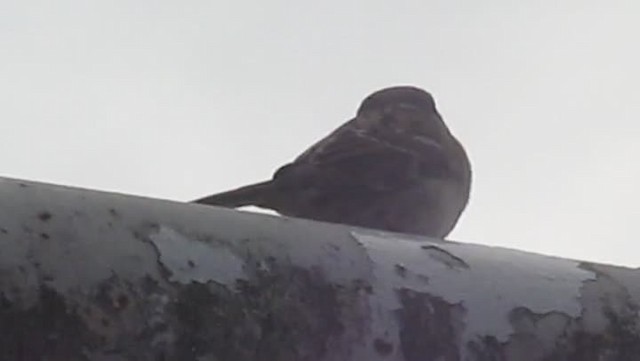 Eurasian Tree Sparrow - ML201872691