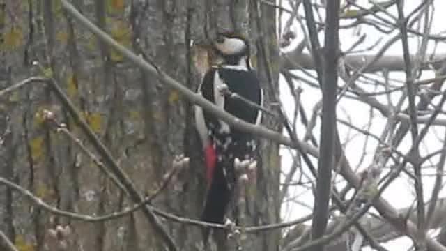 Great Spotted Woodpecker (Great Spotted) - ML201872731