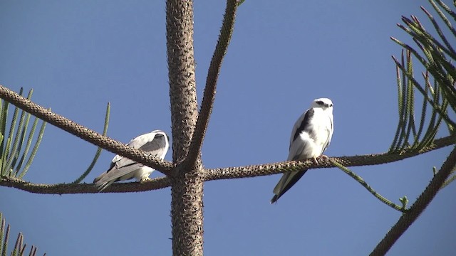 Black-shouldered Kite - ML201873151