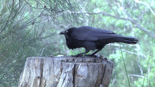 Australian Raven - ML201873201