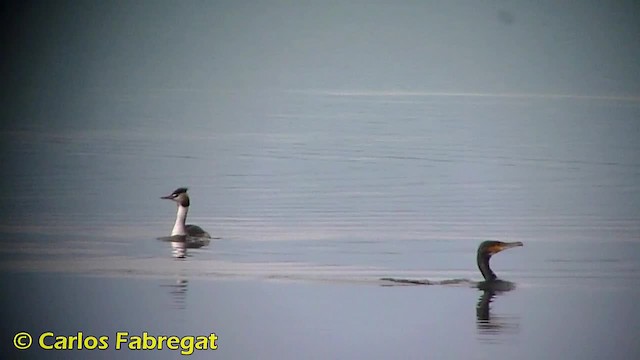 Great Cormorant (Eurasian) - ML201873551