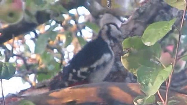 Great Spotted Woodpecker (Great Spotted) - ML201874061