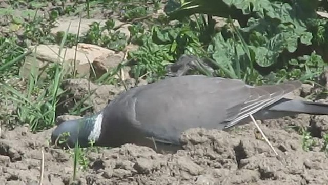 Common Wood-Pigeon (White-necked) - ML201874991