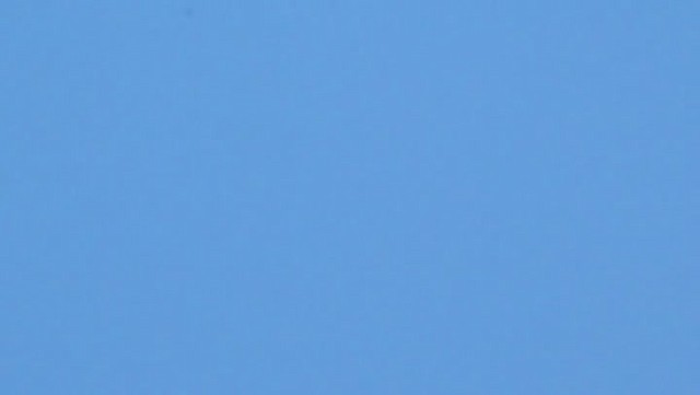 Eurasian Skylark (European) - ML201875601