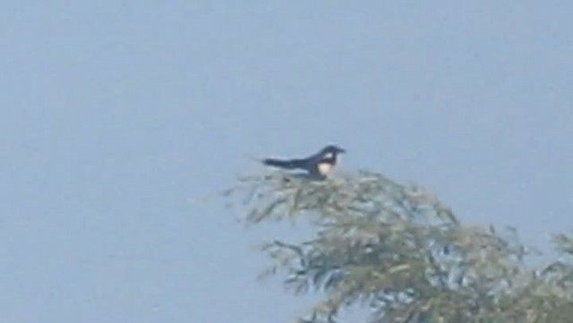 Eurasian Magpie (Eurasian) - ML201875651