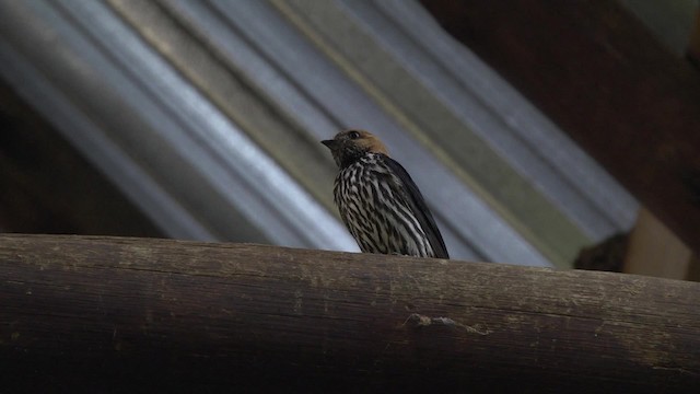 Lesser Striped Swallow - ML201875901