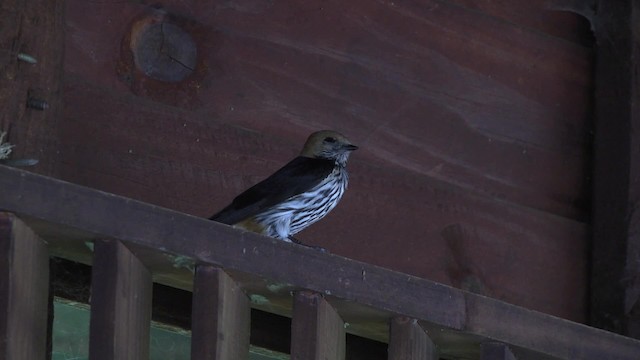 Lesser Striped Swallow - ML201875911
