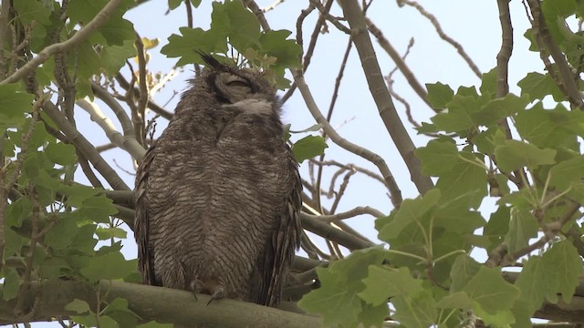 Lesser Horned Owl - ML201875971