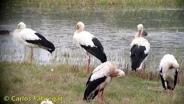 White Stork - ML201876421