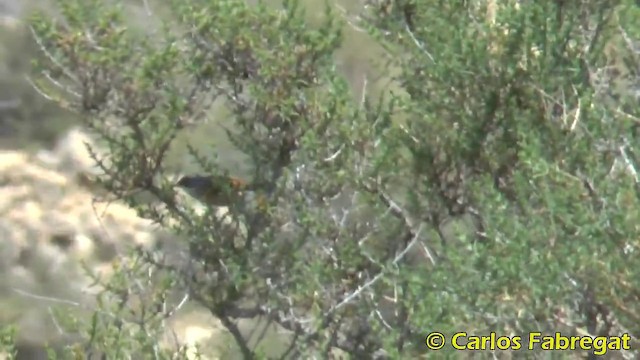 Spectacled Warbler - ML201876641
