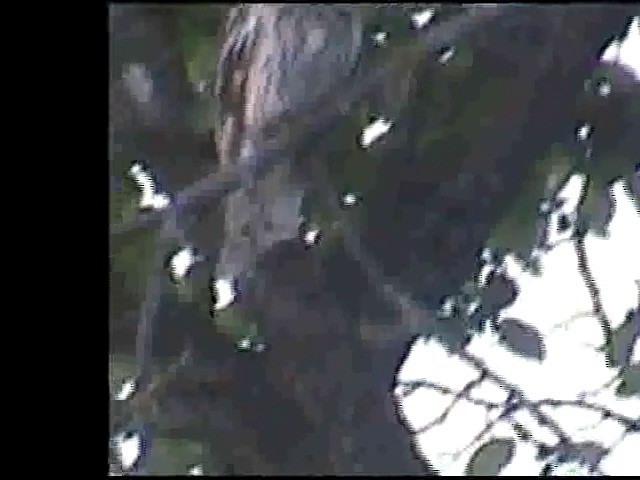 Long-eared Owl (Eurasian) - ML201877431