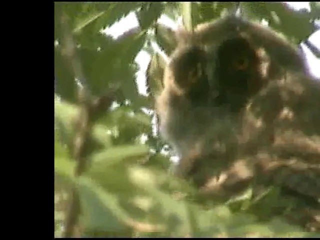 Long-eared Owl (Eurasian) - ML201877441