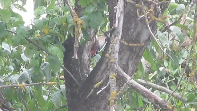 Great Spotted Woodpecker (Great Spotted) - ML201877791