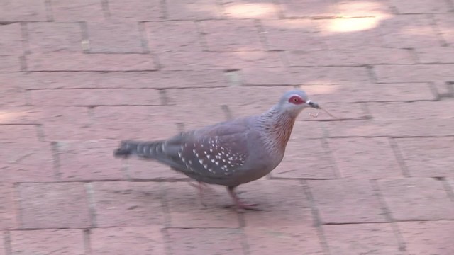 Speckled Pigeon - ML201878631