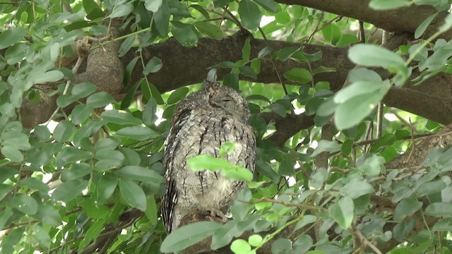 African Scops-Owl (African) - ML201878731