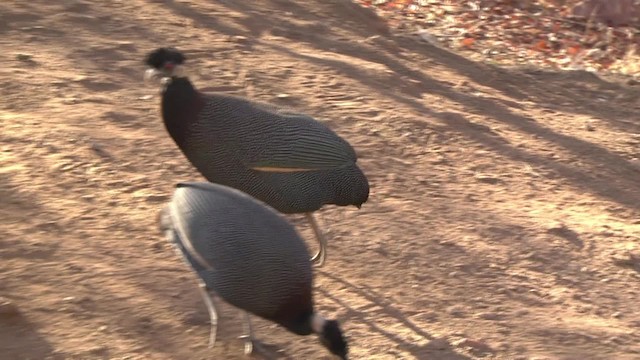 Southern Crested Guineafowl - ML201878871