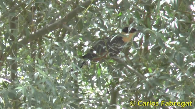 Great Spotted Cuckoo - ML201879381