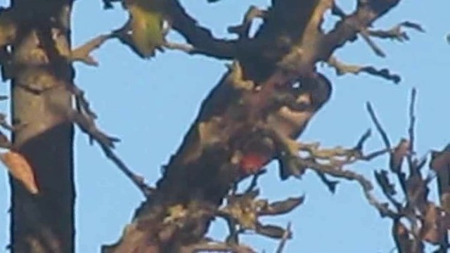 Syrian Woodpecker - ML201880001