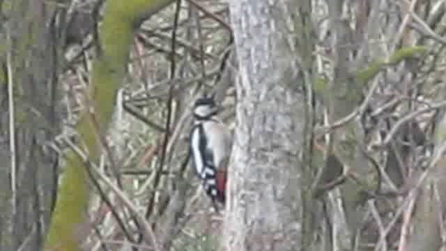 Great Spotted Woodpecker (Great Spotted) - ML201880421
