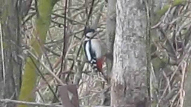 Great Spotted Woodpecker (Great Spotted) - ML201880431