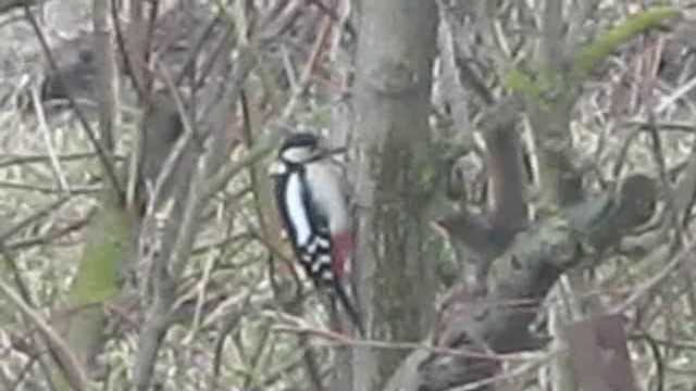 Great Spotted Woodpecker (Great Spotted) - ML201880441