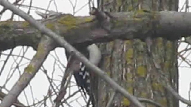 Great Spotted Woodpecker (Great Spotted) - ML201880451