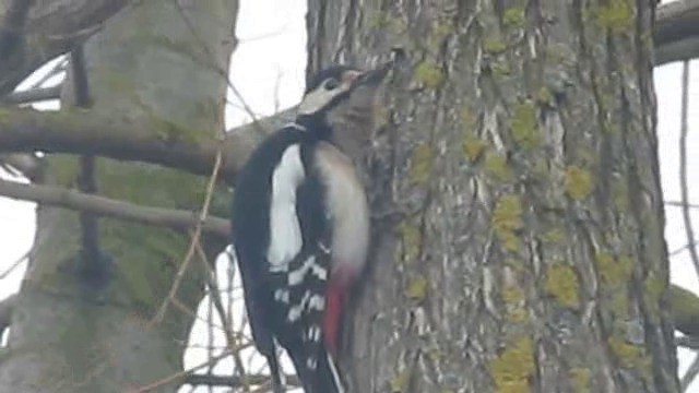 Great Spotted Woodpecker (Great Spotted) - ML201880461