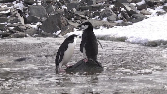 Антарктический пингвин - ML201881351