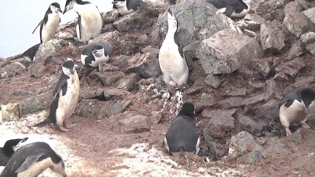 tučňák uzdičkový - ML201881361