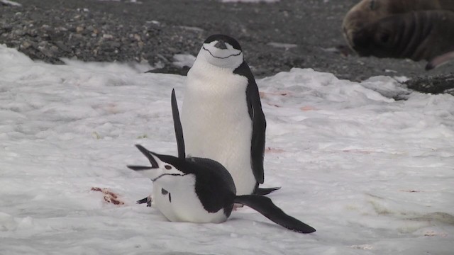 tučňák uzdičkový - ML201881371
