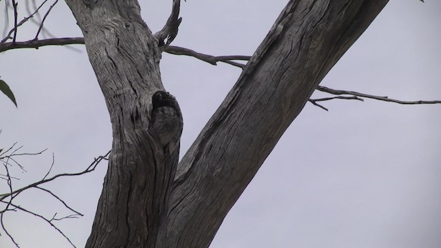 Australian Owlet-nightjar - ML201881491