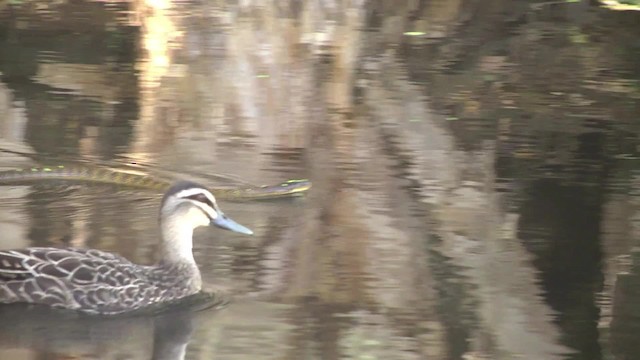  - Pacific Black Duck