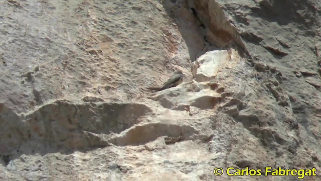 Eurasian Crag-Martin - ML201881841